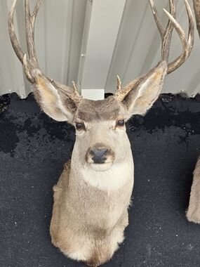 Wrangler Brown and Tan Deer Head Wall Mount